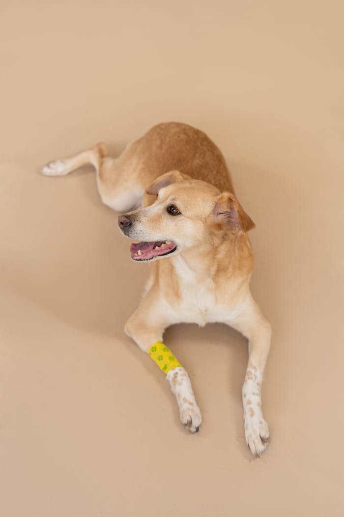 A brown dog with a bandaged leg resting on a beige backdrop.